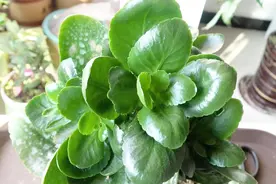 长寿花得了白粉病，用上这个方法，比打药还有效！