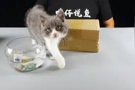 哗仔宠物鱼开箱第三集：不会使用过滤棉，你的鱼缸将麻烦不断！