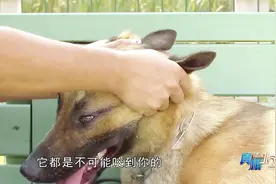 若狗扑上来 用衣服裹住手臂避免被咬到身体 抓住狗的耳朵和腮部！视频封面