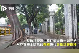 危树扰民！海珠区数十棵“野蛮生长”榕树被搬家改种人面子树视频封面