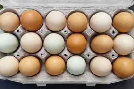 为什么鸡蛋皮的颜色会不一样？这个视频解开了我的疑惑视频封面