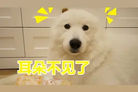 萨摩耶软糖又因为撕纸被教育还拒不认错，爸爸拿出证据一秒变海豹