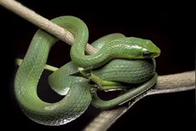 如果帮蛇打上结，它自己会不会解得开？今天可算知道了