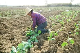 老人常说：初五十四二十三，外面有金莫去担！是什么道理？