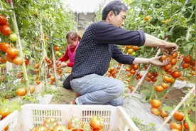 夏季种番茄，叶片皱缩还不长？用上这个小窍门，番茄多得摘不完视频封面