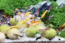 在鱼缸里放入虾和螺，从此以后永远都不需要换水，水质清澈透明