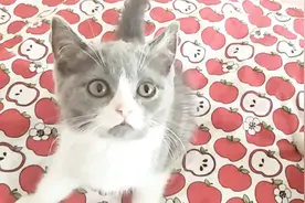 母猫性情大变，突然出手教训猫宝宝，小猫咪的反应让人心疼