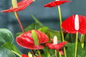 当红掌叶子变绿了咋办？2个养护窍门，让它一年四季都红艳艳！视频封面