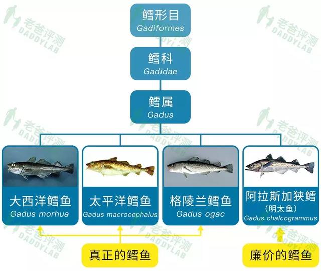 鳕鱼是啥样的图片 2026年鳕鱼是啥样的图片啊