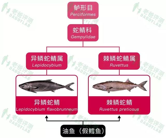 真正的鳕鱼长什么样 真正的鳕鱼长什么样图片