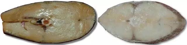 鳕鱼是啥样的图片 2026年鳕鱼是啥样的图片啊 鳕鱼是啥样的图片 2026年鳕鱼是啥样的图片啊