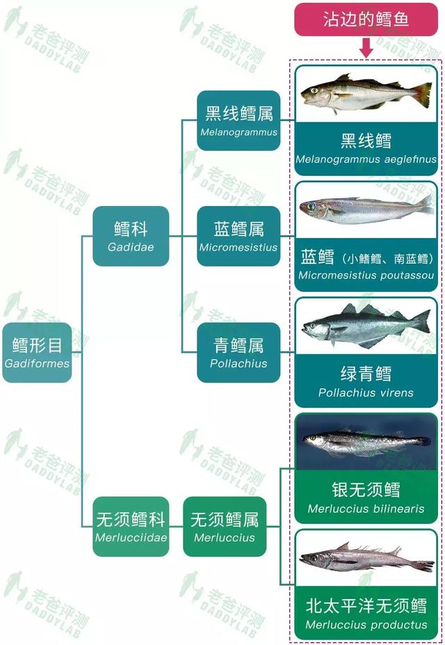 鳕鱼图片 2026年鳕鱼图片真实照片