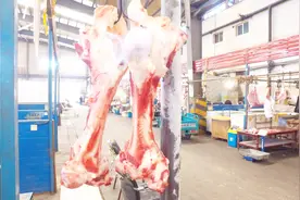 如何选择牛肉？市面上很多骆驼肉充当牛肉卖，新疆商贩道出内幕