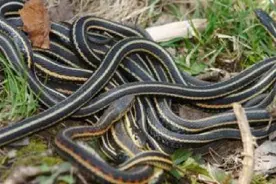 给蛇打个结，它能自己解开吗？