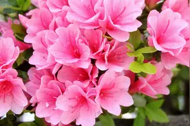 杜鹃花出现黑斑怎么办？记住这些窍门，新叶蹭蹭冒，轻松花开爆盆