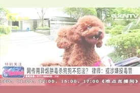 网传用异烟肼毒杀狗狗不犯法？爱狗人士纷纷表示不乐意