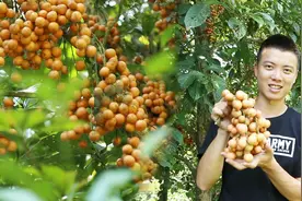这不是龙眼也不是葡萄，剥开像大蒜的野果，城里人认出来算我输