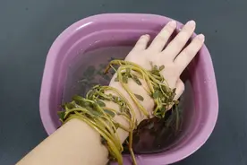 马齿苋洗手太厉害了，许多人不知道这个作用，看完你会感谢我