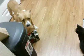 疯起来就连藏獒都可以拿下的比特犬，却怕一只小小的猫咪！视频封面