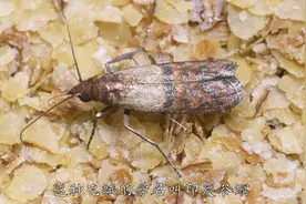 家里的小飞蛾越来越多怎么办？教你一招，彻底根除！