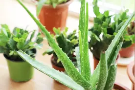 造成芦荟干瘪的原因有四个，只要“对症”下药，爆满盆不在话下视频封面