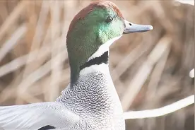 漂亮的罗纹鸭，又名镰刀毛小鸭、镰刀鸭、扁头鸭、早鸭、三鸭视频封面