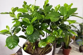 栀子花能用淘米水浇吗？用它浇不黄叶，不掉叶，叶片绿油油视频封面