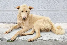 为什么土狗吃剩饭剩菜没事，而城市狗狗吃狗粮还会生病？