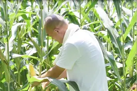 神奇，很多农民种植的玉米高产经验是摘叶？农民：什么时间摘叶视频封面