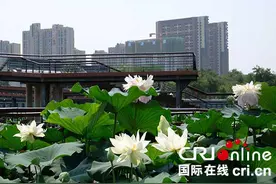 与绿色生态同行的14年 西安浐灞生态区成就新时代宜居乐土图片