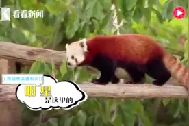 明星小熊猫搬新家 德国动物园造豪宅