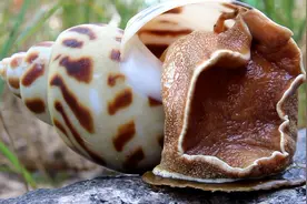 深海野生大花螺，160元一斤，6个就要240，这样吃超过瘾视频封面