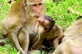 小猴用嘴亲吻母猴，目的是检查母猴在吃什么，真担心母猴发飙！