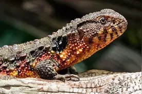 与恐龙同时代的“落水狗” 真正被埋没的国宝 野生不足1000只视频封面