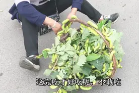 你吃的蚕蛹是这种大绿虫子变来的，你知道吗？看后想吃大虫子吗？