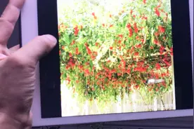 一棵番茄树结果几百斤，其实是完全可行的，自己也可以种出来视频封面