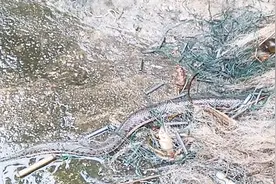 农村老丈人网到一条水蛇，只需这步骤，两分钟把蛇皮去得干干净净