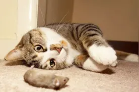 现在老鼠为什么越来越不怕猫了？因为这种动物才是老鼠真正的天敌视频封面