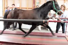 千里马并不是空穴来风，日行千里的名号果然是名不虚传！