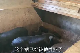 农村纯正野猪肉30元一斤，农民深山抓住两只，产下9只仔，发财了