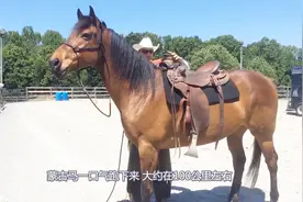 古代的马一口气能跑多少里？真的可以日行千里吗？看完解开疑惑