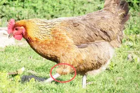 为什么鸡的膝盖会是反着长的？视频封面