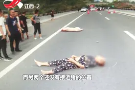 村民高速路上哄抢掉落的大肥猪，不料后方来车“猪死人也亡”视频封面