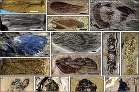 全变态昆虫和水生昆虫在三叠纪中晚期经历快速辐射和多样化图片