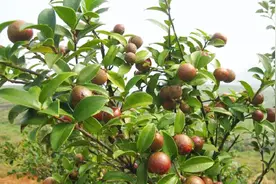 过了霜降就采摘的茶果，榨出来的油要60元一斤，你觉得贵吗？视频封面