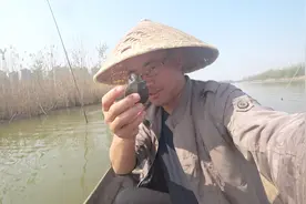 野生甲鱼为什么那么贵？出壳大半年才能长这么点大视频封面