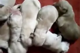 人不如狗！金毛1胎产10只崽，狗主人摆10桌酒宴庆祝，不收礼钱视频封面