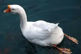 为什么有些老人说鹅肉不能吃？看完长见识了