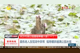 公园水域被大片 粉色福寿螺卵污染入侵 老人晨练发现异常视频封面