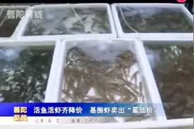 活鱼活虾齐降价 基围虾卖出“最低价”视频封面
